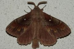 Bombyx du Pin, papillon, Drôme, juillet 2026