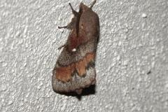 Bombyx du Pin, papillon, Drôme, mai 2025