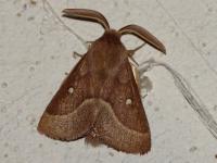 Lasiocampidae