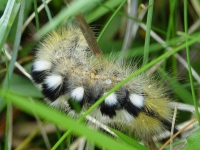 Bombyx porte-brosses