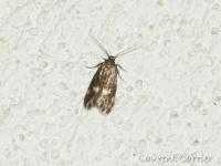 Borkhausenia minutella