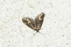 Borkhausenia minutella, imago, Drôme, mai 2024