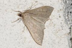 Botys âne, papillon, Drôme, juin 2025