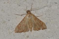 Botys catalan, papillon, Drôme, août 2025