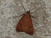 Botys de la traînasse