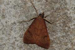 Botys de la traînasse, papillon, Drôme, août 2025