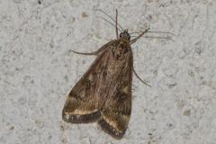 Botys de l’armoise, papillon, Drôme, septembre 2025