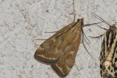 Botys de l’armoise, papillon, Drôme, juillet 2025