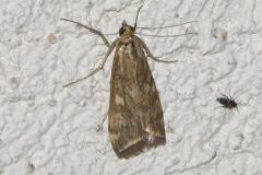 Botys de l’armoise, papillon, Drôme, juin 2025