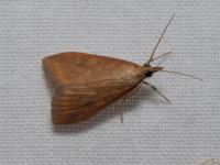 Botys ferrugineux