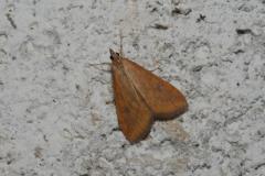 Botys ferrugineux , papillon, Drôme, juillet 2023