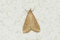Botys ferrugineux , papillon, Drôme, août 2024