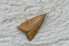 Botys ferrugineux , papillon, Drôme, juillet 2025