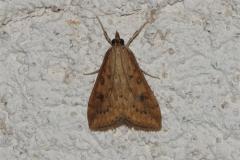 Botys ferrugineux , papillon, Drôme, mai 2025