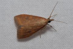 Botys ferrugineux , papillon, Drôme, août 2023