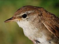Bouscarle de Cetti