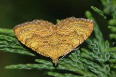 Brocatelle d'or, papillon, Drôme, juin 2025