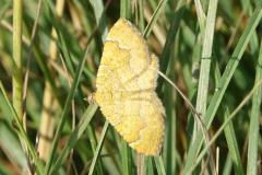 Brocatelle d'or, papillon, Drôme, mai 2025