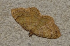 Brocatelle d'or, papillon, Drôme, août 2025