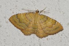 Brocatelle d'or, papillon, Drôme, juin 2025