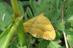 Brocatelle d'or, papillon, Drôme, mai 2025