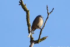 Bruant fou, Drôme, février 2026