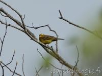 Bruant jaune