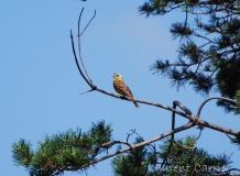 Bruant jaune, mâle, Drôme, juin 2011