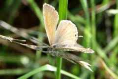 Brun des Pélargoniums, papillon, Drôme, octobre 2024