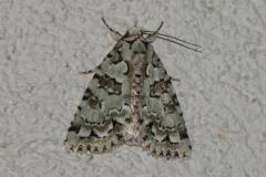 Bryophile du lichen, papillon, Drôme, juillet 2025