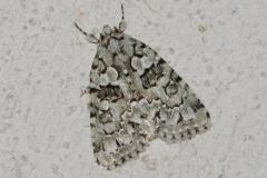 Bryophile du lichen, papillon, Drôme, août 2025