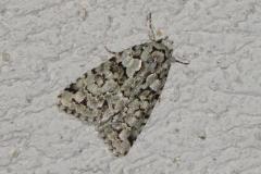 Bryophile du lichen, papillon, Drôme, septembre 2025