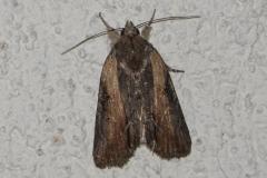 Bryophile fraisillée, papillon, Drôme, août 2025