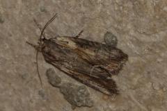 Bryophile fraisillée, papillon, Drôme, août 2025