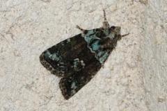 Bryophile vert-mousse, papillon, Drôme, juin 2025