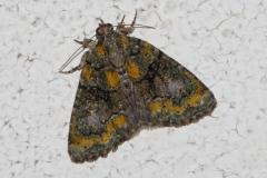 Bryophile vert-mousse, papillon, Drôme, juin 2025