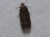 Bryotropha affinis