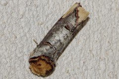 Bucéphale, papillon, Drôme, mai 2025