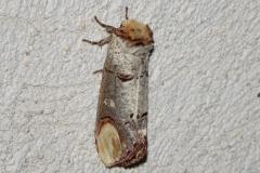 Bucéphale, papillon, Drôme, juin 2025