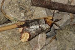 Bucéphale, papillon, Drôme, juin 2025