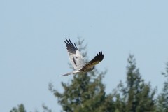 Busard cendré,  mâle adulte, Drôme, avril 2026