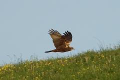 Busard des roseaux, femelle ou immature, Drôme, avril 2026