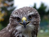 Buse variable