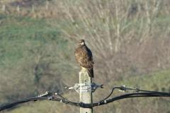 Buse variable, Drôme, décembre 2025