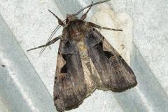 C-Noir, papillon, Drôme, juillet 2026