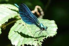 Caloptéryx vierge, mâle, Drôme, juillet 2025