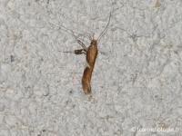 Gracillariidae
