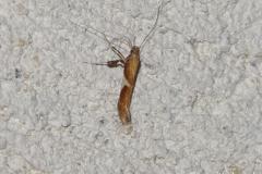 Caloptilia stigmatella, papillon, Drôme, juin 2026