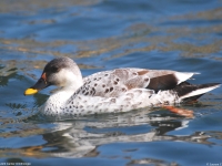 Canard à bec tacheté