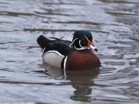 Canard carolin